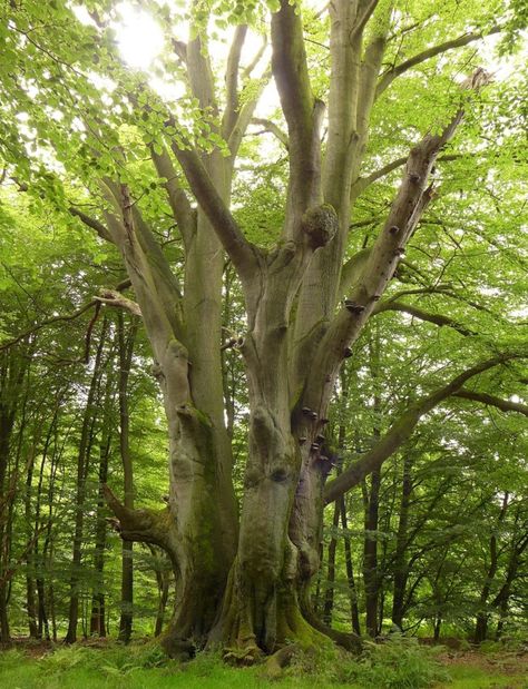 European Beech European Beech Tree, European Trees, Regan Walker, Tree Reference, European Forest, Beech Forest, Beech Trees, Amazing Trees, Pretty Trees