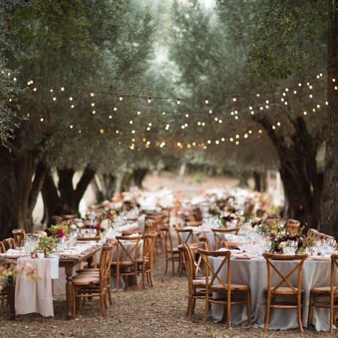 Get your grove on - olives at weddings Forest Wedding Reception, San Diego Wedding Venues, Wedding Backyard Reception, Barn Wedding Reception, Country Barn Weddings, Orchard Wedding, Rustic Wedding Reception, Olive Grove, Table Set Up