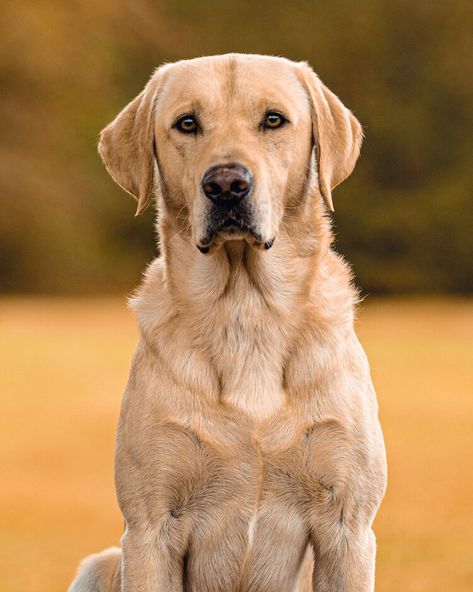 Dogs Reference Photos, Wolf Drawing Ideas, Labrador Photography, Paint Brushes Photography, Professional Dog Photography, Dog Photoshoot Pet Photography, Family Dogs Breeds, Nanny Dog, Bad Behavior