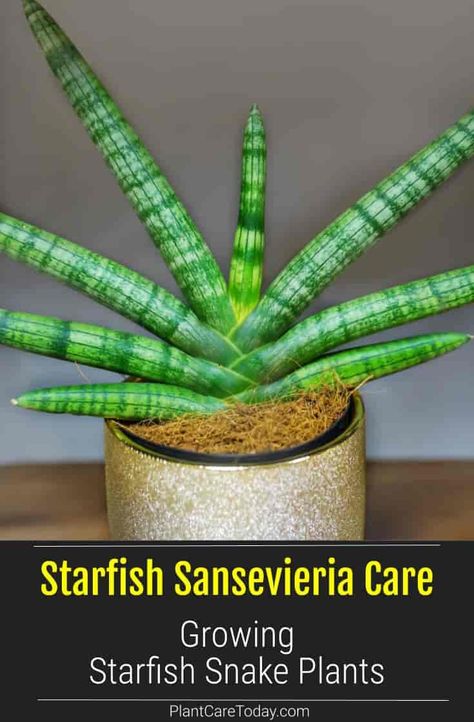 Snake Plant Starfish, Sansevieria Plant Decor, Starfish Snake Plant, Snake Plant Pot Ideas, Sansevieria Starfish, Starfish Sansevieria, Starfish Cactus, Starfish Plant, Snake Plant Indoor