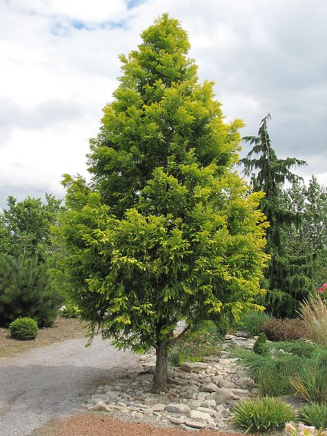 Dawn Redwood, Sequoiadendron Giganteum, Landscape Nursery, Fast Growing Evergreens, Golden Dawn, Redwood Tree, Specimen Trees, Fast Growing Trees, Tall Trees