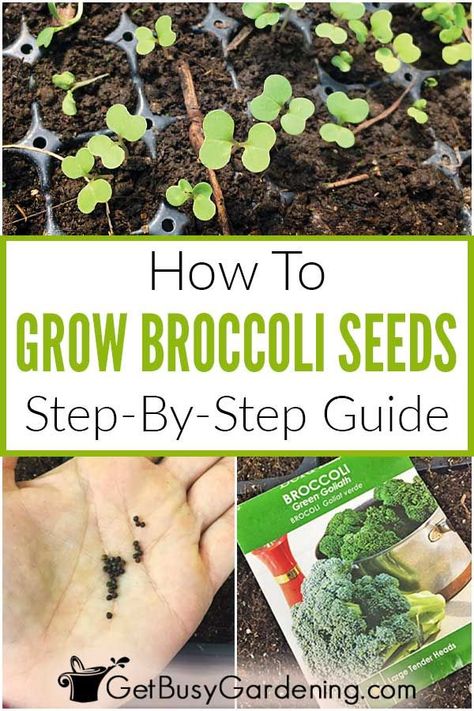 How To Grow Broccoli From Seed | Growing broccoli from seed can be a challenge for beginners, but it's easy once you know how. Learn everything you need to be successful in this detailed step-by-step guide. It has everything from the best seed sowing methods to use (indoors or outdoors), when to begin, planting instructions, germination time, broccoli seedling identification and care tips, transplanting outside, time from seed to harvest, fixing common problems, answers to FAQs, and much more! How To Grow Broccoli, Grow Broccoli, Seed Growing, Broccoli Plant, Growing Broccoli, Broccoli Seeds, Gardening Diy, Starting A Garden, Home Vegetable Garden