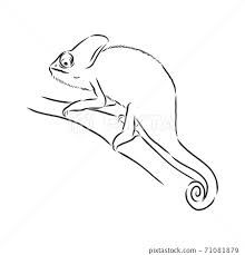 Sketch of chameleon. Hand drawn vector - Stock Illustration [71081879] - PIXTA Chameleon Sketch, Reptiles Drawing, Reptile Drawings, Chameleon Drawing, Birthday Drawings, Money Images, Wood Burning Crafts, Chameleons, Hand Drawn Vector