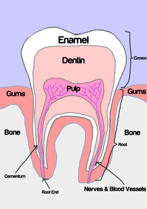 Pediatric Dental Assistant, Human Teeth Anatomy, Dental Assistant Study Guide, Dental Terminology, Tooth Anatomy, Dental Assistant School, Dental Hygienist School, Teeth Clenching, Hygiene School