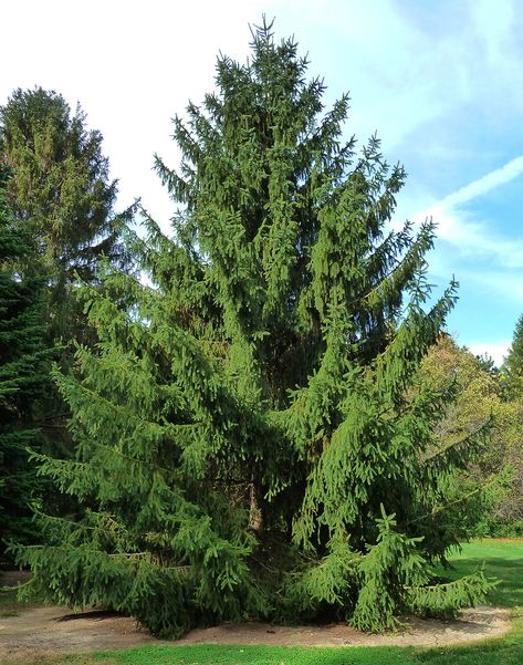 Norway Spruce Evergreen Trees For Privacy, Best Shade Trees, Norway Spruce Tree, Trees For Privacy, Trees For Front Yard, Fast Growing Evergreens, Leyland Cypress, Privacy Trees, Norway Spruce