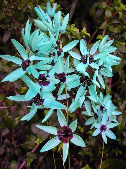 Ixia viridiflora -- The Turquoise Ixia Tall Flowers, Unusual Plants, Gorgeous Flowers, Unusual Flowers, Flower Spike, Turquoise Flowers, Rare Flowers, Exotic Plants, Rare Plants