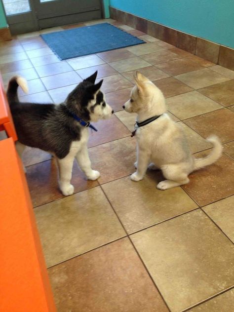 Two Husky Puppies Meeting At The Vet Caine Husky, Cute Husky, Husky Mix, Husky Puppy, Monday Morning, Peter Parker, Siberian Husky, Training Tips, Beautiful Dogs