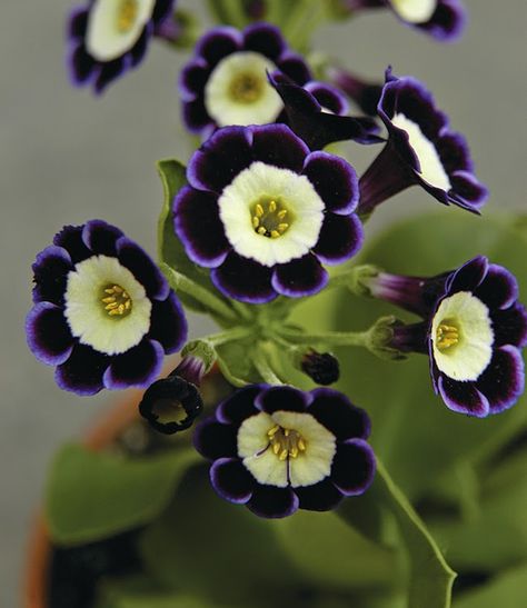 Auricula Flower, Auricula Theatre, Spring Planters, Homemade Greenhouse, Growing Vegetables Indoors, Garden Well, Primula Auricula, Alpine Garden, Vertical Gardening