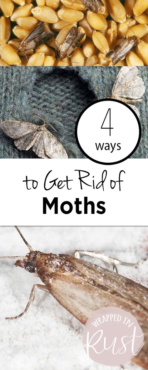 4 Ways to Get Rid of Moths| Moths, Get Rid of Moths, Get Rid of Moths In House, Get Rid of Moths in Pantry, Pest Control, DIY Pest Control #Moths #PestContol Getting Rid Of Moths, Cabbage Worms, Types Of Bugs, Diy Pest Control, Best Pest Control, Flea Prevention, Types Of Insects, Bug Control, Natural Pest Control