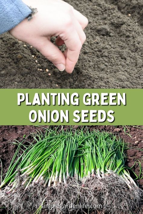 Plant Green Onions, Planting Green Onions, Growing Green Onions, Onions From Seed, Grow Green Onions, Regrow Green Onions, Onion Garden, Growing Onions From Seed, Green Onions Growing