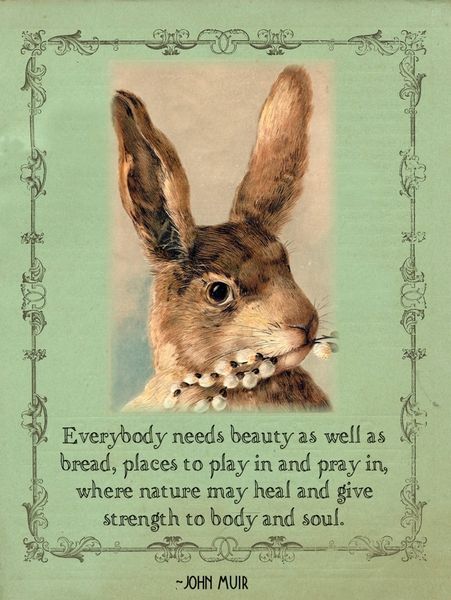 Spring Equinox, John Muir, Back To Nature, Nature Quotes, Vintage Easter, A Quote, Vintage Cards, Vintage Postcards, The Words