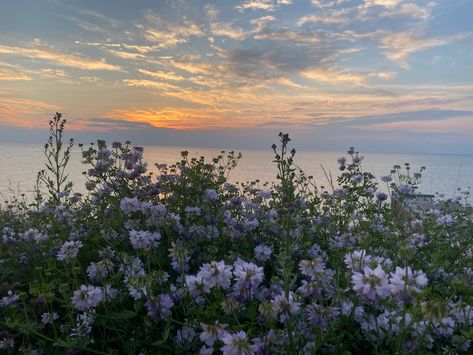 Flower Field Aesthetic Wallpaper Desktop, Travel Aesthetic Horizontal, Ipad Spring Wallpaper, Cute Wallpapers For Ipad Landscape, Wallpapers Landscape Desktop, Ipad Wallpaper Aesthetic Flowers, Flower Aesthetic Laptop Wallpaper, Aesthetic Nature Wallpaper Laptop, Flower Wallpaper Laptop Hd