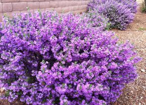 Texas Ranger - The vibrant lavender, purple, and magenta blooms of a Texas ranger may look like they take some work to care for—but we won't tell the neighbors your secret. This hardy plant is built to survive on little water, so all you need to do is plant it in full sunlight, and water during the summers or in times of drought. Low Maintenance Shrubs, Texas Ranger, Garden Shrubs, Low Maintenance Landscaping, Low Maintenance Garden, Have Inspiration, Hardy Plants, Landscaping Tips, Chelsea Flower Show