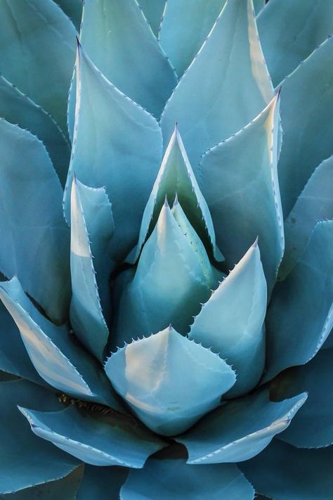 Agave Illustration, Event Cocktails, Agave Field, Blue Agave Plant, Cactus Dress, Dry Garden, Blue Agave, Mood Indigo, Agave Plant