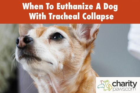 When To Euthanize A Dog With Tracheal Collapse Cardiac Disease, Medication Management, I Need To Know, Physical Activities, Small Dogs, A Dog, Dogs, Animals