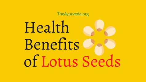 The edible kernels of the lotus plant are called lotus seeds. Lotus seeds, roots, and blooms have long been valued in both Chinese and Japanese cultures. Lotus is one of the most popular aquatic plants that you can find in the Asian parts of the world. While the flower that grows on the plant is […] The post Health Benefits of Lotus Seeds appeared first on Theayurveda. Lotus Benefits, Lotus Seeds, High Potassium, Seeds Benefits, Low Magnesium, Lotus Seed, Lotus Plant, Healthy Digestive System, Improve Heart Health