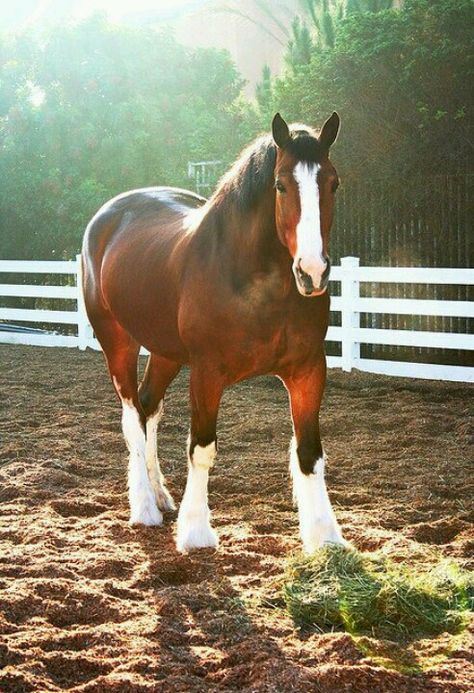 Beautiful Clydesdale! Clydesdale Horses, Big Horses, Majestic Horse, All The Pretty Horses, Horse Crazy, Clydesdale, Limassol, Draft Horses, Cute Horses