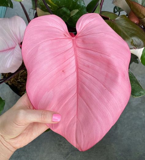 rachel thomson on Instagram: “All pink leaf on a Pink Princess Philodendron at @excelsagardens !” Plants With Pink Flowers, Plant Party, Plant Goals, Growing Gardens, Plants Are Friends, Inside Plants, Pink Plant, Plant Tags, Variegated Plants