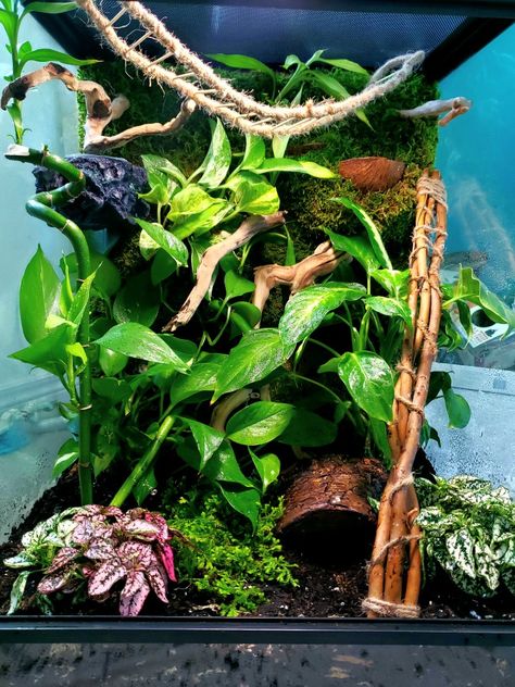 Crested Gecko Hammock, Crusted Geckos Tank, Bioactive Crested Gecko Terrarium, Enclosure Background, Crested Gecko Terrarium Ideas, Gecko Terrarium Ideas, Gecko Enclosure Ideas, Crested Gecko Terrarium, Crested Gecko Enclosure