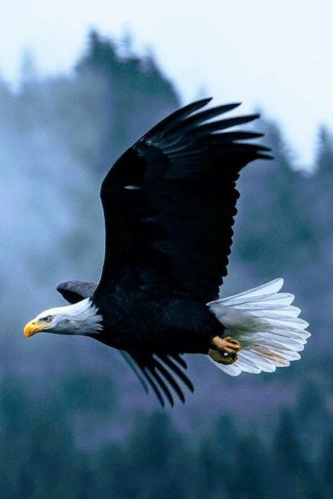 Photo Eagle Images, Bobber Custom, Eagle Wallpaper, Eagle Pictures, Eagle Art, Eagle Wings, American Bald Eagle, Born Free, The Eagles