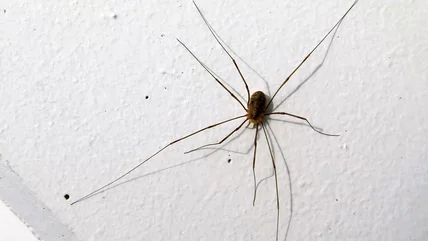 10 Types Of Spiders You Might Commonly See In Your Home Hobo Spider, Common Spiders, Dangerous Spiders, Funnel Web Spider, Growing Geraniums, Recluse Spider, Brown Recluse Spider, Types Of Spiders, House Spider