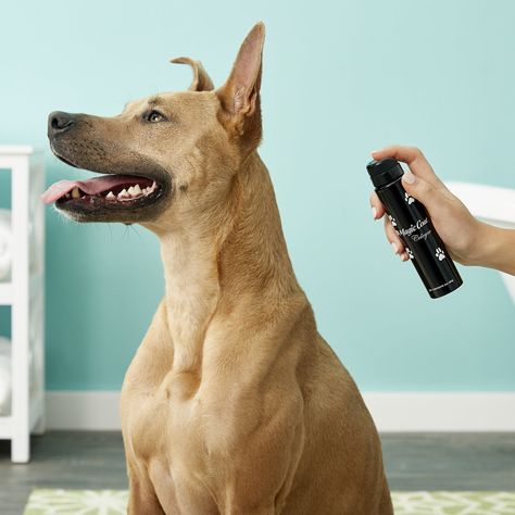 The perfect refreshing spritz for any and every pup!  - Helps moisturize skin while removing the odor - 24-hour spray-on fragrance for dogs - The clean, fresh scent - Perfect for freshening coats between baths - Gentle enough to be reapplied as often as necessary to deodorize pet's coat  #ergode #puppies #doglovers #smell #fragrance #perfume #scent #homedecor #parfum #love #aroma #doglovers #puppylove  Buy now @ http://bit.ly/34SbKdC Pet Perfume, Dog Spray, 2024 Inspiration, Pet Spray, Animal Food, Dog Pee, Pet Mom, Dog Illustration, Painting Landscape