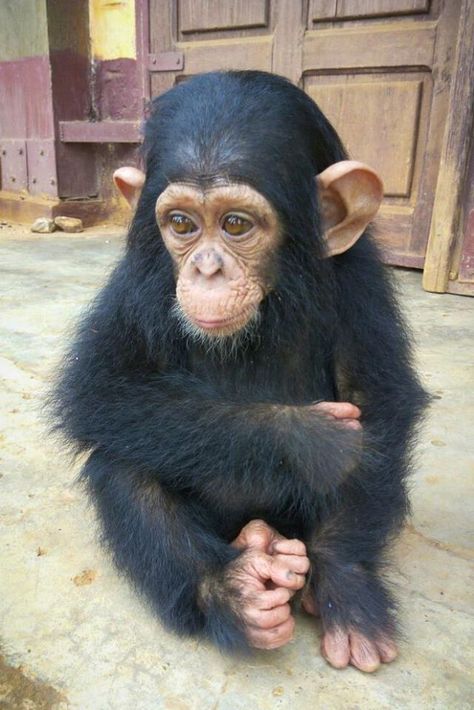 Baby Chimpanzee, Regnul Animal, Monkey Pictures, Pet Monkey, Baby Animals Pictures, Monkeys Funny, Cute Monkey, Baby Animals Funny