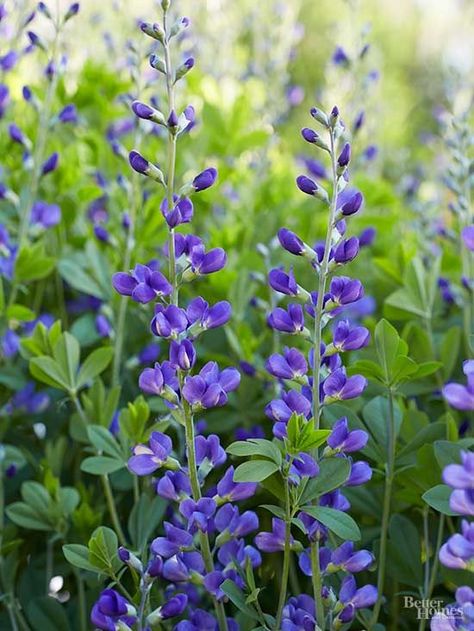 Sea Holly, Cottage Garden Plants, Have Inspiration, Cool Ideas, Pretty Plants, Perennial Garden, Watercolor Inspiration, Flowers Perennials, Garden Cottage