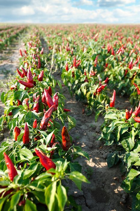 Chili Pepper Plant, Gardener Aesthetic, Chilli Plant, Hungarian Paprika, Capsicum Annuum, Flowers Gardening, Pepper Plants, Veg Garden, Pepper Seeds