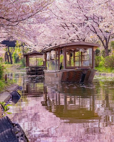 Visit Japan International on Instagram: "Have you ever gone down a river beneath falling cherry blossoms? 🌸⛵🌸 The Jikkokubune boats of Fushimi in Kyoto Prefecture offer a delightful cherry blossom experience. These boats used to bring cargo like sake or rice down the river during the Edo period (17th to mid-19th centuries). Nowadays, you can ride one down the river beneath a canopy of vibrant pinks above and below in the water. What a charming photo, @mikanino_2016! Thanks for sharing! Follow 19 Century Aesthetic, Kyoto Japan Cherry Blossom, Falling Cherry Blossoms, Japan Bucket List, Japan Cherry Blossom, Cherry Blossom Japan, Visit China, Japan Landscape, Visit Vietnam