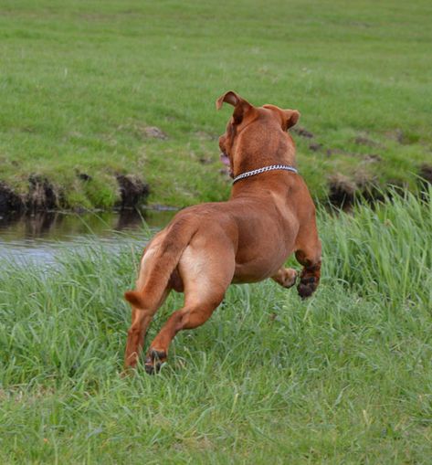 Running Back View, Dynamic Dog Poses, Dog Back View, Running Dog Reference, Dog Running Reference, Dog Running Drawing, Dog Jumping Reference, Steampunk Reference, Animal Running