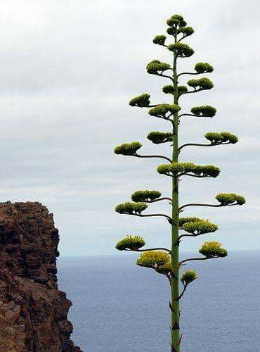 Weird Trees, Magical Tree, Tree Houses, Unique Trees, Agaves, Tree Hugger, Nature Tree, Tree Forest, Tree Leaves