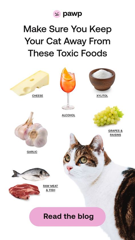 Whether or not your cat is in danger will depend on a few different variables like what the food is, how much your cat eats, and what your cats weighs. So if you're wondering what not to feed your cat, we've put together a list of both foods that are toxic and foods that are dangerous for cats. Cat Remedies, Foods Dogs Can Eat, Toxic To Cats, Cat Health Problems, Raw Cat Food Recipes, Cat Diet, Cat Health Care, Best Winter Outfits, Toxic Foods