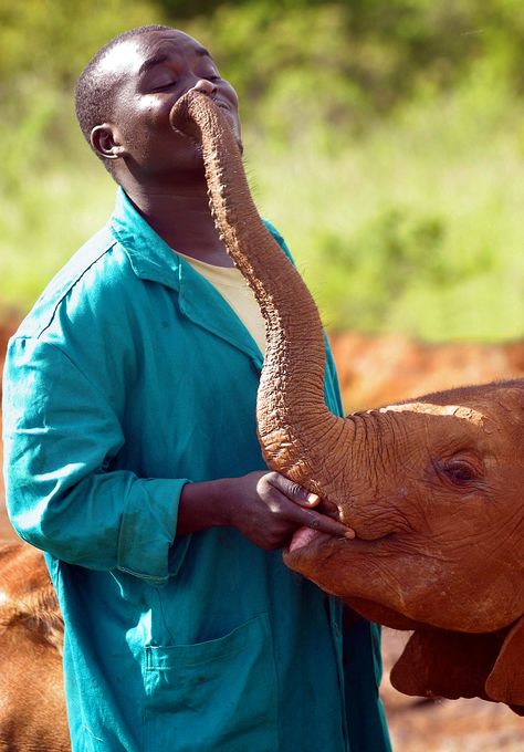 Sheldrick Wildlife Trust, Elephants Photos, Elephant Illustration, Save The Elephants, Most Beautiful Animals, Elephant Love, African Elephant, Animals Of The World, Baby Elephant