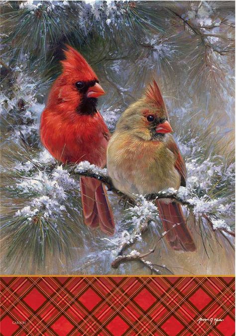 Cardinal Bird Photography, Male And Female Cardinals, Female Cardinals, Cardinals Birds, Cardinal Birds Art, Cardinal Christmas, White Symbol, Christmas Cardinals, Christmas Artwork