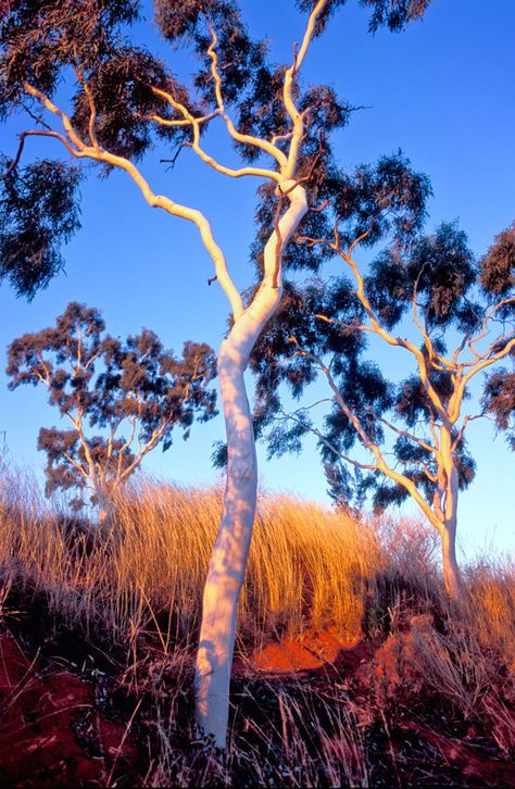 Gum Tree Photography, Tree Photo Reference, Australia Landscape, Gum Trees, Australian Trees, Gum Tree, Outback Australia, Australian Garden, Australian Flora