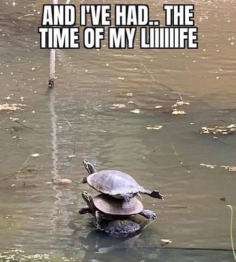 Turtle Meme, Turtle Day, Turtles Funny, Dirty Dancing, A Turtle, Funny Animal Memes, Cute Animal Drawings, Animal Memes, Cute Funny Animals