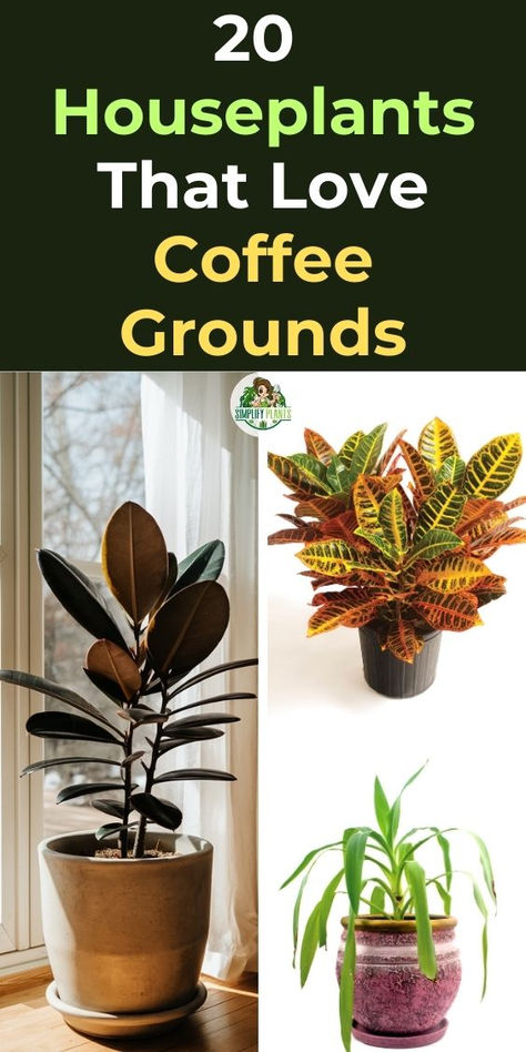 "Discover 20 amazing plants that love coffee grounds! From vibrant  houseplants to lush indoor greenery, learn how to use coffee grounds for  plants to boost growth and health. Explore which plants thrive on coffee,  including popular coffee-loving plants that can transform your indoor  garden. Perfect for plant enthusiasts looking to enhance their care  routine, this guide covers everything you need to know about coffee grounds  for plants. How To Plant Indoor Plants Pots, How To Pot Plants, Caring For Indoor Plants, Plant Stand Styling, Indoor Plant Care Tips, Coffee In Plants, How To Use Coffee Grounds In Plants, Fun House Plants, Coleus Plants Indoor