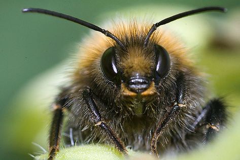 Bumble-bee Close Up Bee Close Up, Bee Face, Insects Up Close, Bugs Up Close, Bumble Bee Close Up, Bee Macro Photography, Animal Photography Wildlife, Photography Wildlife, Digital Imaging