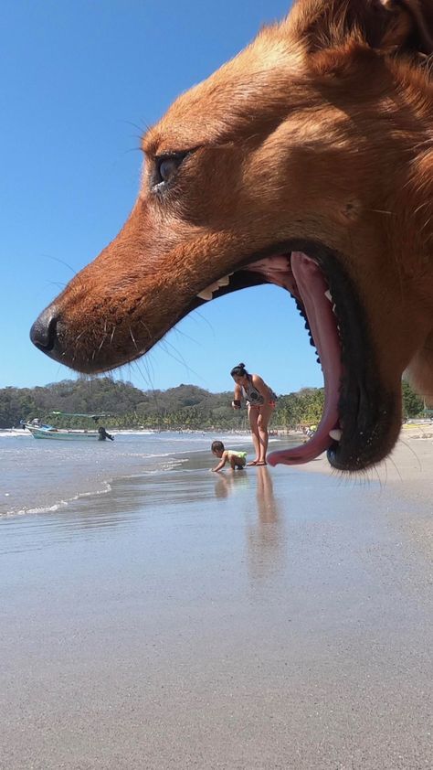 Once again scientists have proven that giant dogs eat little people! FuturistSpeaker.com Dog Yawning, Dachshund Breed, Clever Dog, Popular Dog Breeds, Most Popular Dog Breeds, Loyal Dogs, Perfectly Timed Photos, Funny Dog Memes, Guide Dog