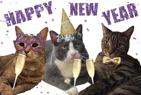 Cats celebrating new years New Year Cats Funny, Happy New Year Cat Funny, New Years Cat, Cat Happy New Year, Happy New Year Meme, Happy New Year Cat, Cat New Year, New Year Cat, New Year Meme