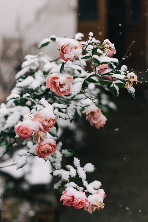 Roses covered with snow Roses Covered In Snow, Winter Flower Background, Snow On Flowers, Winter To Spring Aesthetic, Snow Flower Aesthetic, Winter Flower Aesthetic, February Aesthetic Photography, Astrologer Aesthetic, Winter Flower Wallpaper