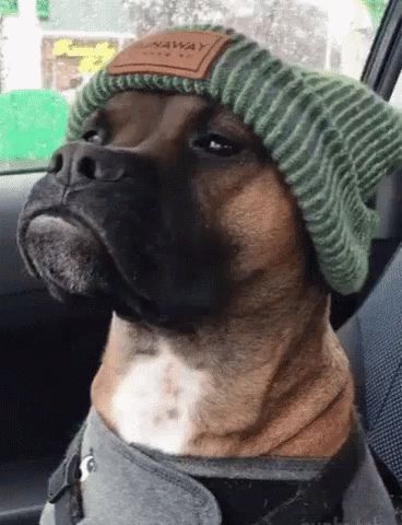 Dogs Not In The Mood GIF - Dogs NotInTheMood NotToday - Discover & Share GIFs Mood Gif, Dog Animation, Dog Brain, Smiling Dogs, Mad Dog, Dog Stickers, Boxer Dogs, Dog Gifs, Training Your Dog