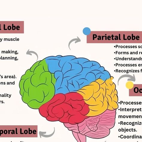 MedQuizZone on Instagram: "⬇️Save it for later ✔️ 🔻Follow @medquizzone for daily updates ✅ . . . . . . . . . . . . . . . . . . . . . . . . . . . . . . . . . . . . . . . . . . . . . . . . . . . . . . . . . . . . . . . . #FrontalLobe #TemporalLobe #OccipitalLobe #Cerebellum #Brainstem #Neuroscience #BrainHealth #MemoryFormation #VisualProcessing #MotorCoordination  #usmle #plab #nle #amc #haad #foryou #asmr #doctor #nurse #whitecoat #fyp #grow #StudyWithMe #fly #viralvideo #reels #reels #account #pmdc #dha" Brain Parts And Functions, Part Of Brain, Parietal Lobe, Brain Project, Brain Lobes, Brain Parts, Visual Information, Occipital Lobe, Visual Processing