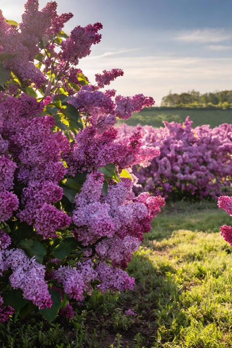 Pink trees with flowers Trees With Pink Flowers, Judas Tree, Pink Flowering Trees, Fast Growing Evergreens, Eastern Redbud, Lilac Tree, Garden Growing, Sweet Perfume, Dogwood Trees