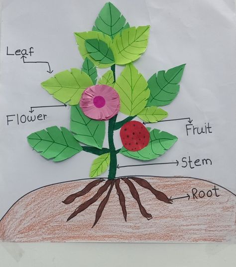 Chart for Jr.kg parts of plant Parts Of A Plant Preschool Activities, Parts Of Plants Chart, Ocean Crafts Preschool, Peter Brown, Holiday Homework, Study Corner, Crafts Preschool, School Creative, Preschool Arts And Crafts