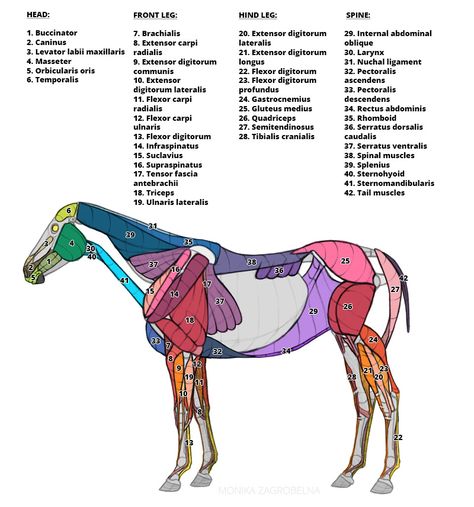 Horse Anatomy for Artists: Skeleton and Muscle Diagrams – Monika Zagrobelna Horse Muscles Anatomy, Horse Anatomy Reference, Horse Muscle Anatomy, Horse Muscles, Muscle Horse, Equine Bodywork, Oceanography Marine Biology, Feline Anatomy, Muscle Diagram