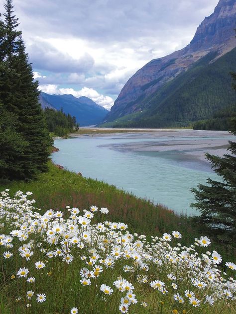 Mountain Valley Aesthetic, Peaceful Field, Valley Aesthetic, Forest Valley, Flower Valley, Valley Photography, Beautiful Valley, Valley Green, Oil Painting Background