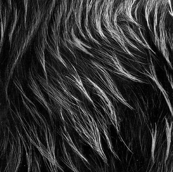 Animal Fur Drawing, Scratchboard Art Lessons, Draw Fur, Fur Drawing, Drawing Fur, Scratchboard Artists, How To Draw Fur, Texture Reference, Painting Fur