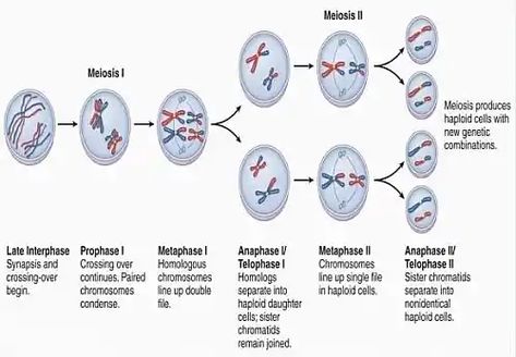 Photo of Meiosis Stages Meiosis 1 And 2, Meiosis Stages, Somatic Cell, Basic Anatomy And Physiology, Graphic Design Infographic, Cell Division, Medical School Studying, Twitter Header Photos, High School Science